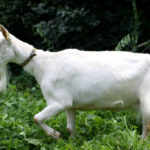Высокоудойная зааненская коза безрогая белая