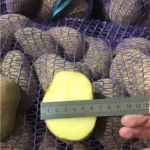 Реализуем картофель сетевого качества