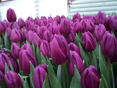 Свежесрезанные тюльпаны Экстра класса к 8 Марта