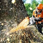 Для работы в лесу нужен человек без квалификации. Работа в Польше