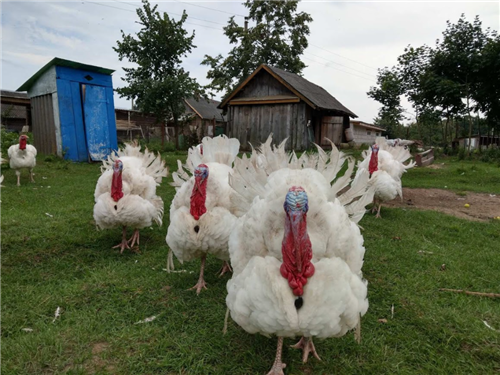 Продам тушку индейки с доставкой