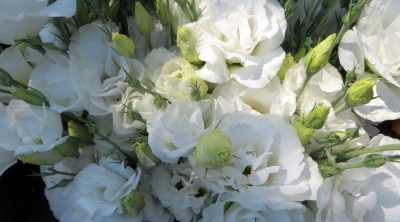 Эустома (Лизиантус) цветы от производителей