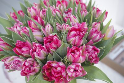 Цветы тюльпаны к 8 марта от производителя.