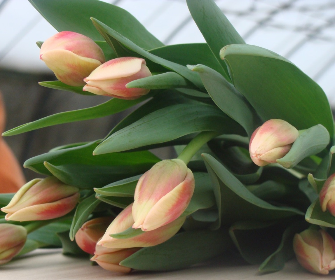 Цветы тюльпаны к 8 марта от производителя.