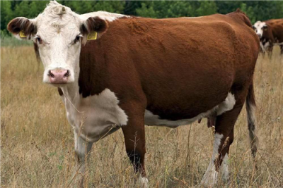 КФХ Закупает крупный рогатый скот