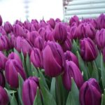 Свежесрезанные тюльпаны Экстра класса к 8 Марта