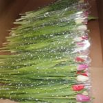 Бронирование тюльпанов, букетов для компаний к 8 Марта