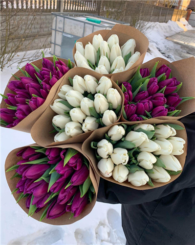 Тюльпаны оптом 2022 - купить за 1,50 руб в Минске