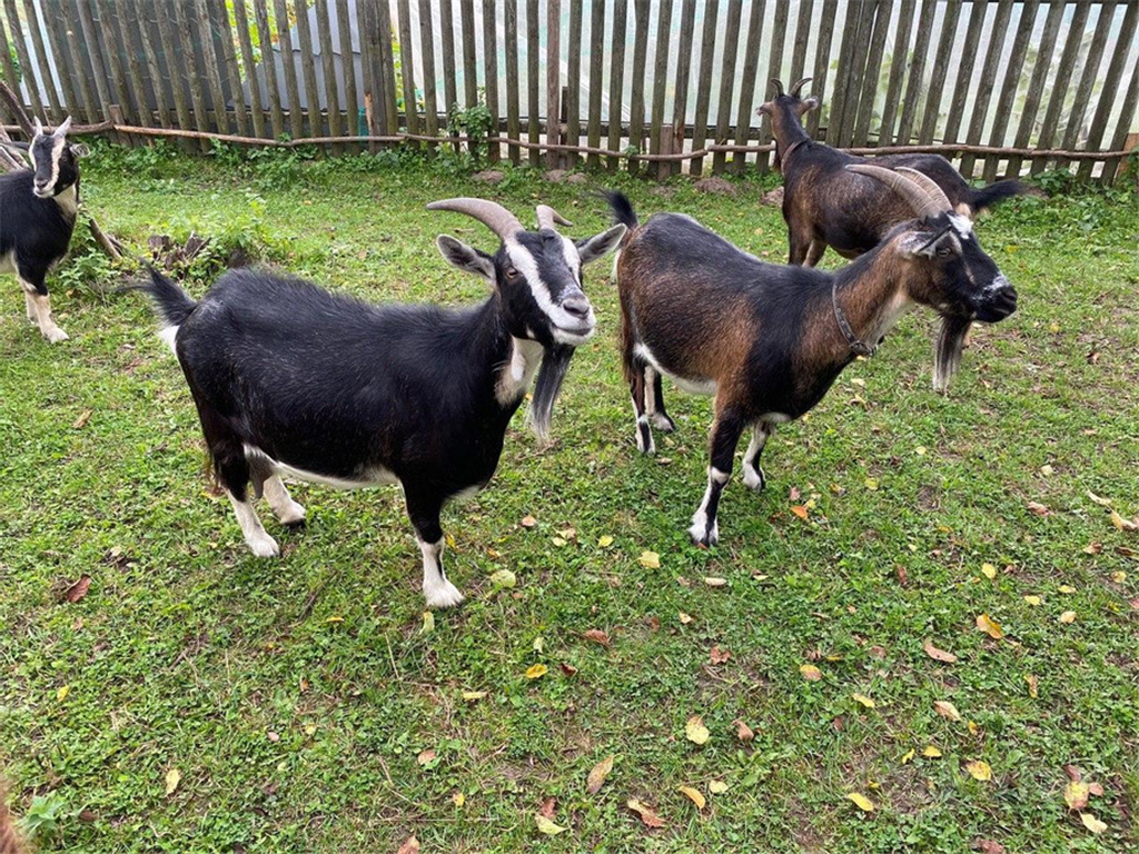 Продаются камерунские козы